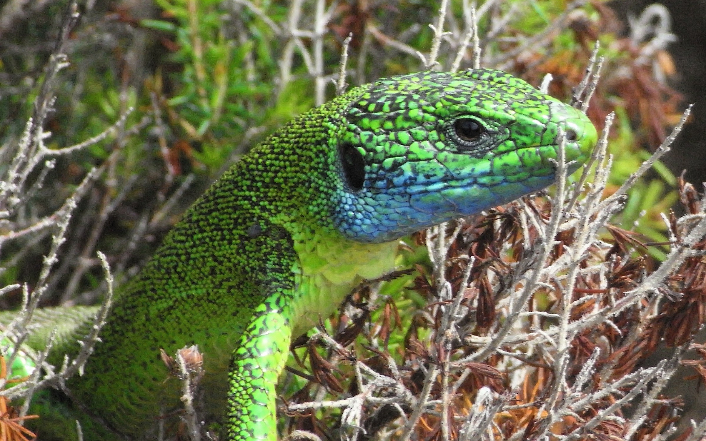 Green lizard