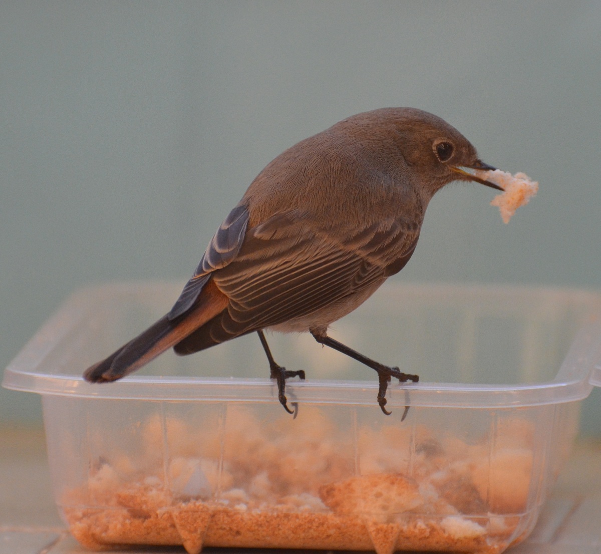 codirosso spazzacamino