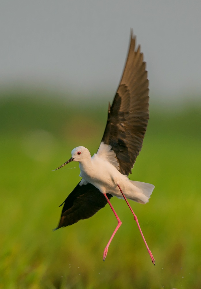 black winged stilt