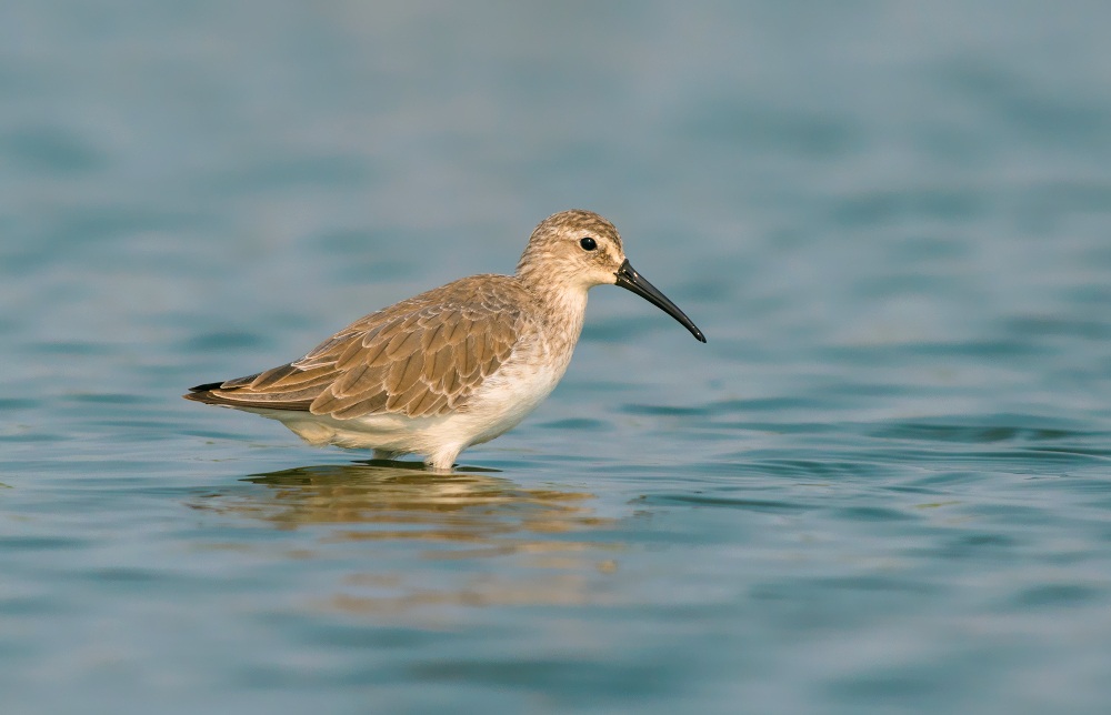 curlew sandpiper