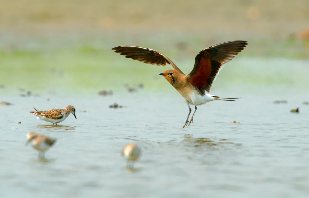 collared pratincole