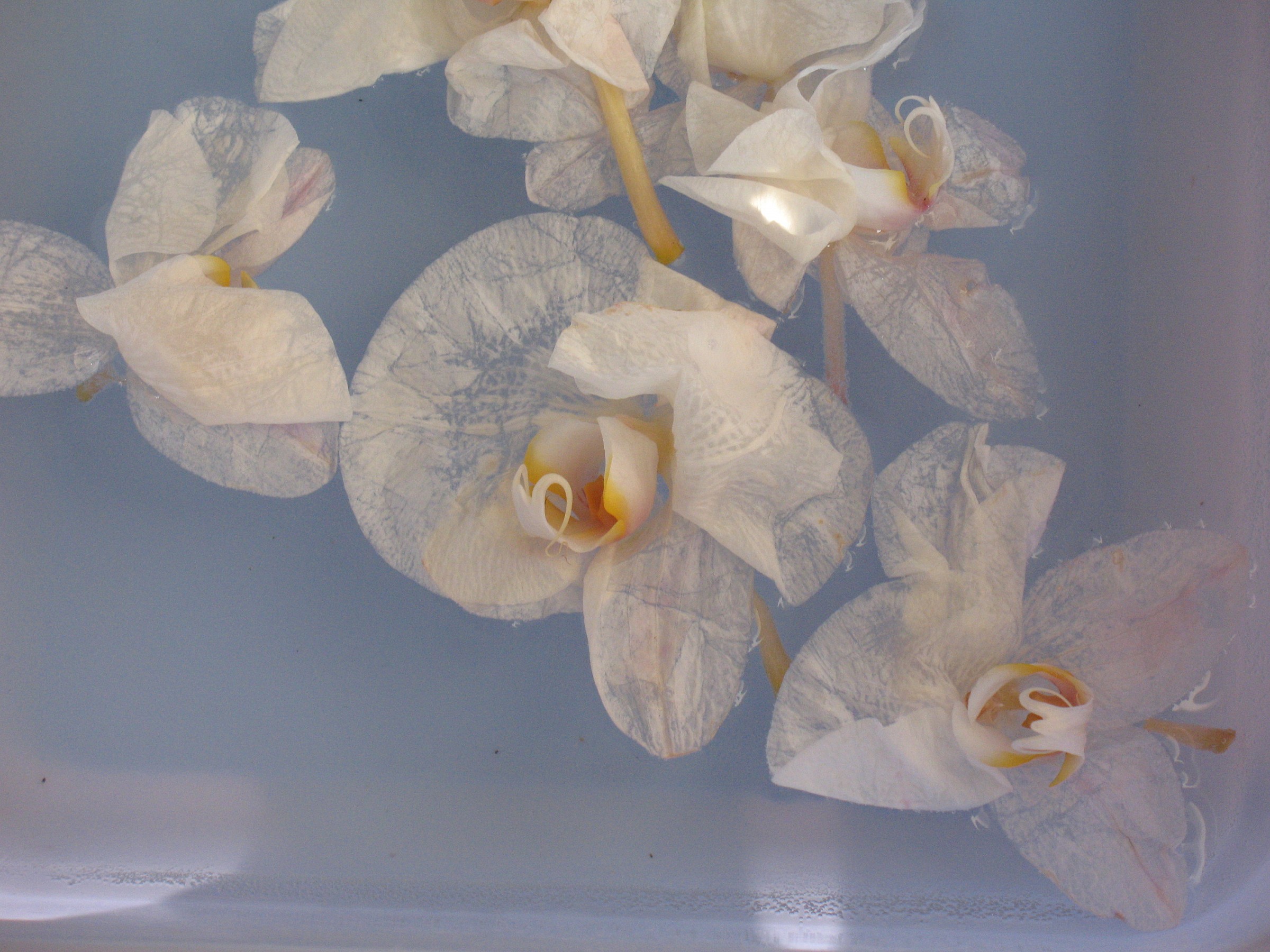 flowers on the water