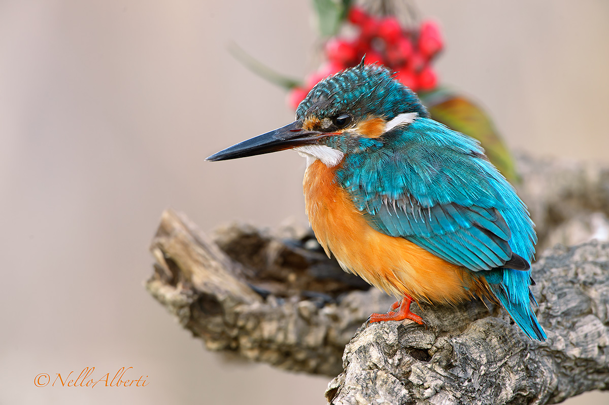 Kingfisher a1 / 30sec whole picture no clipping