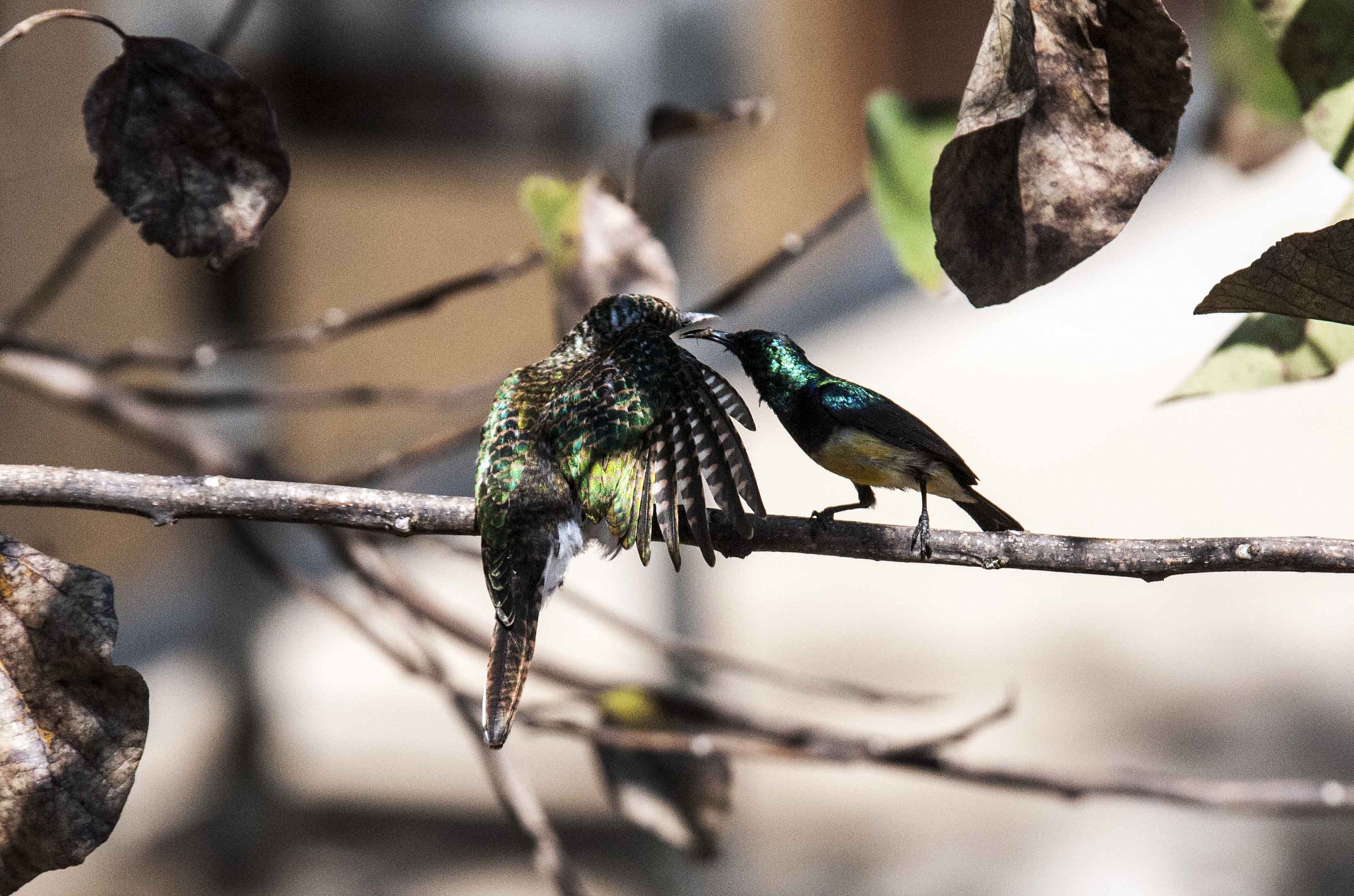 Piccolo di cuculo dorato di Klaas e maschio di nettarin
