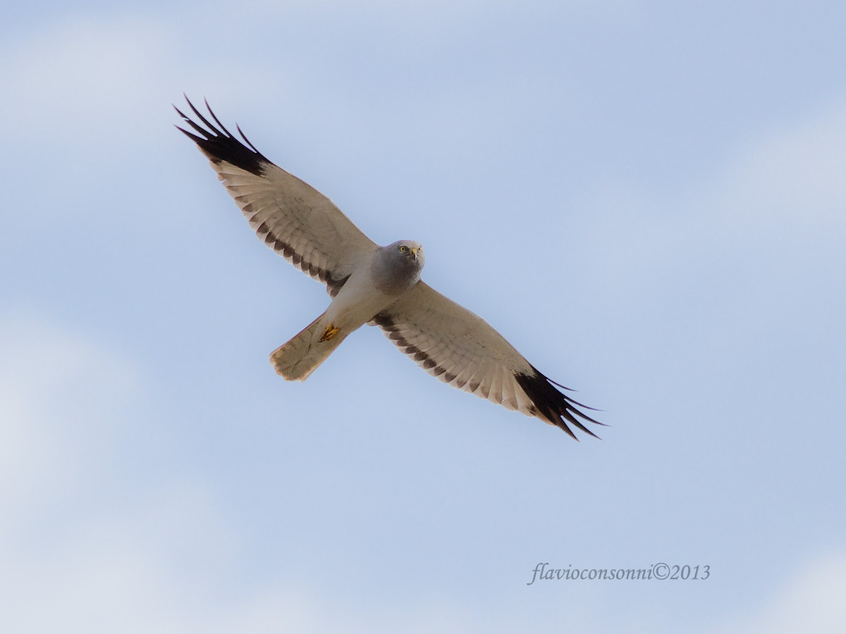 male hen harrier