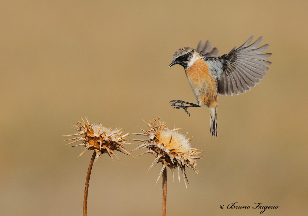 l'arrivo- saltimpalo