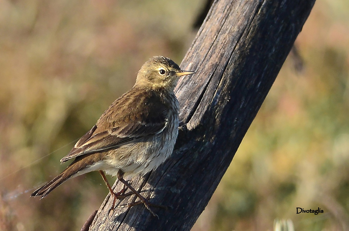 Pipit (Water pipit)