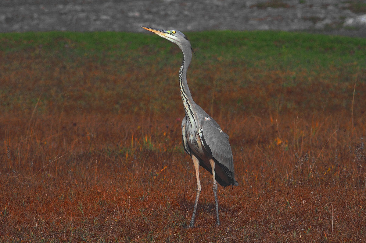 gray heron