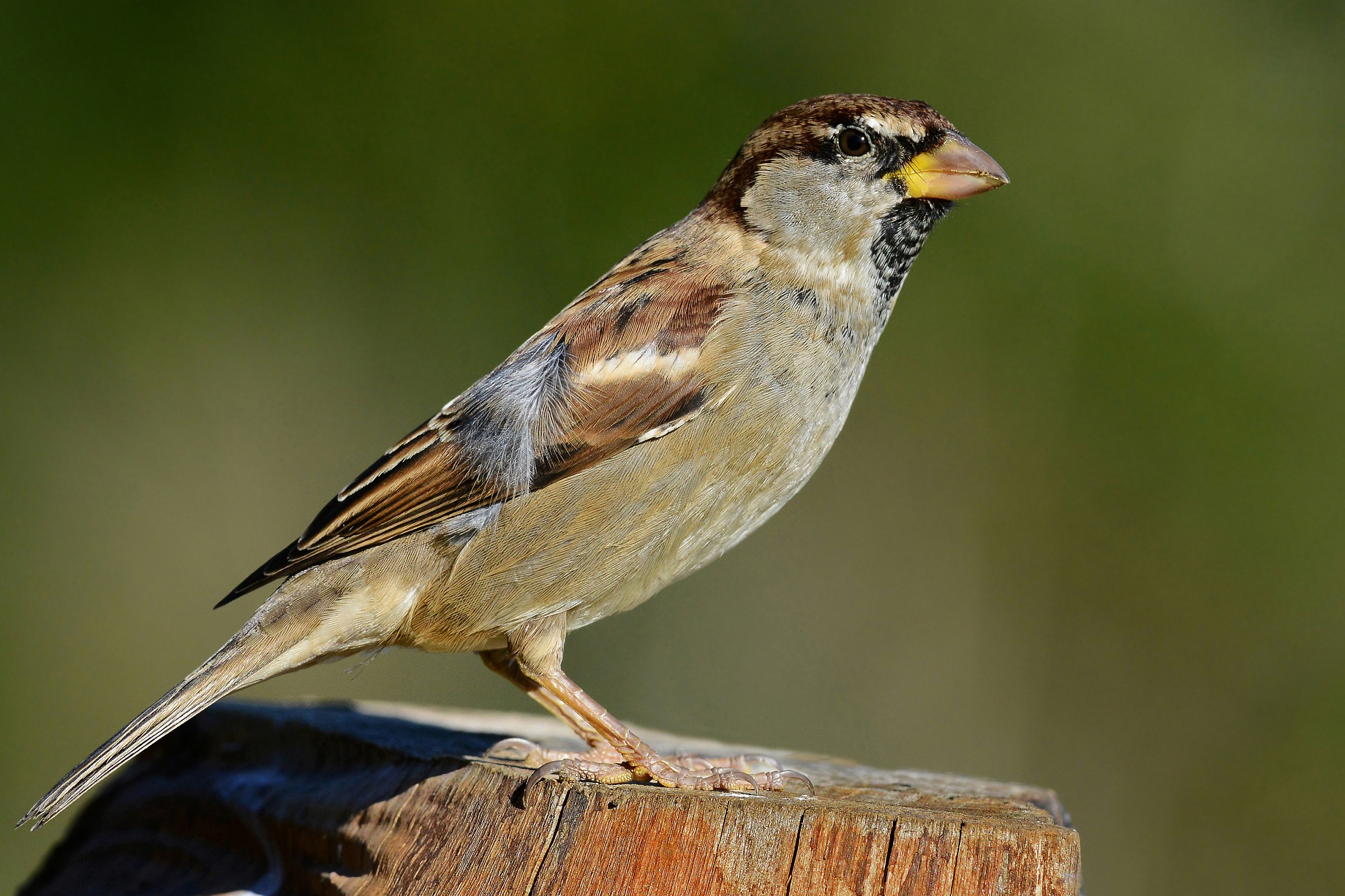 passero italiano maschio