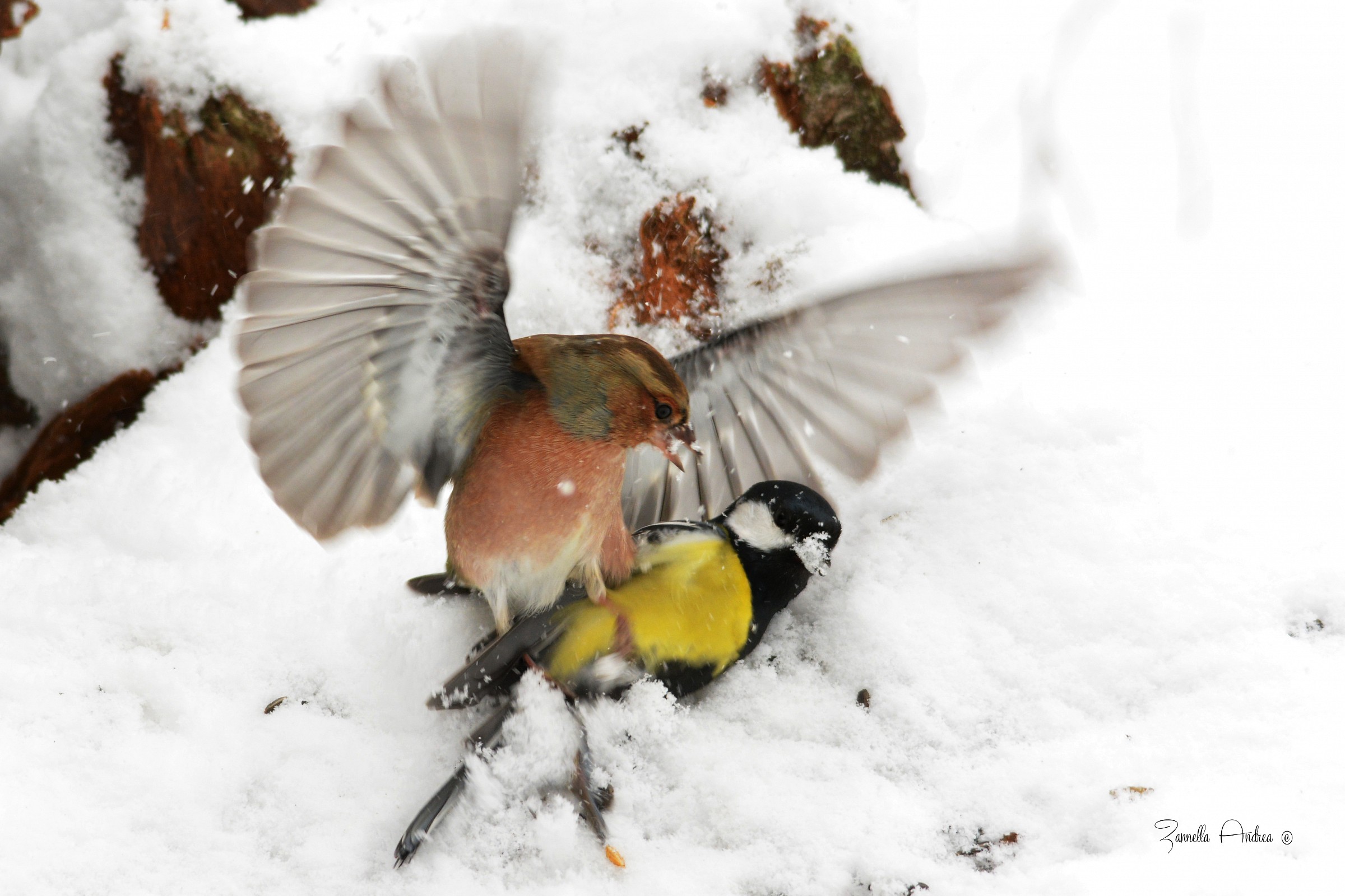 Sottomissione per il cibo