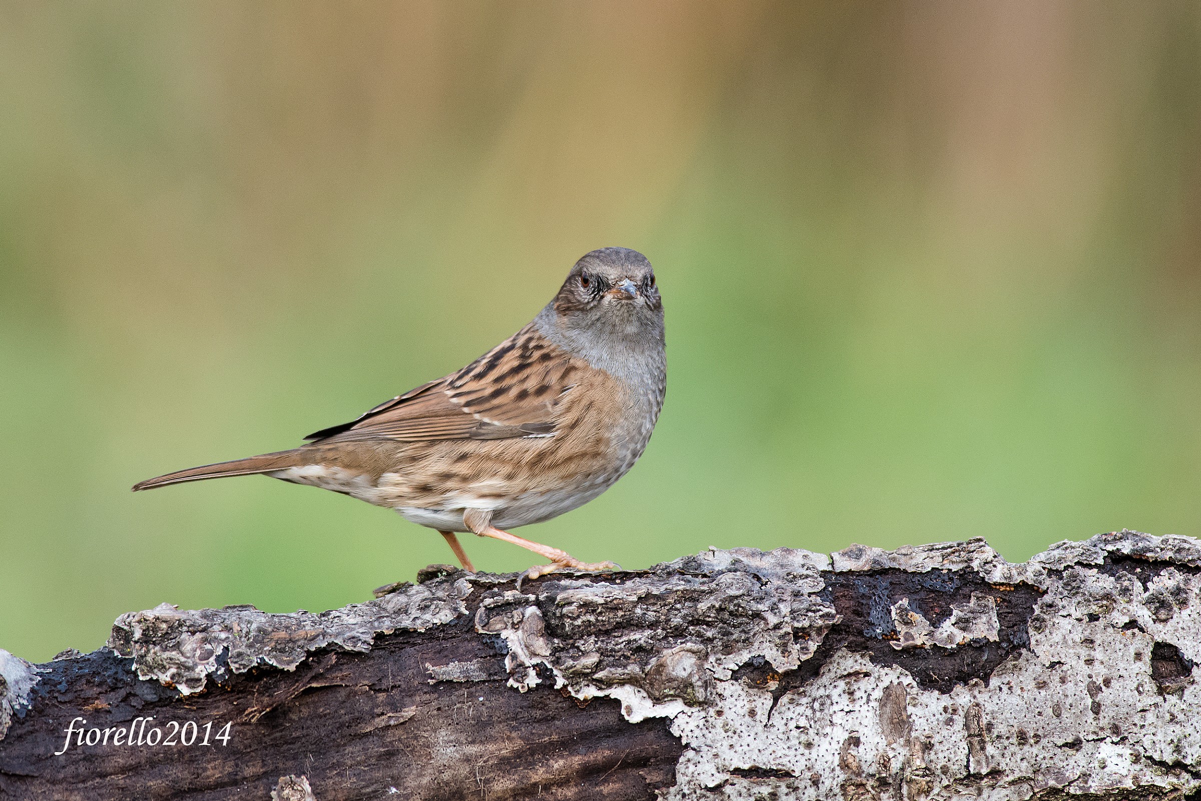Passera Scopaiola (Prunella Modularis)
