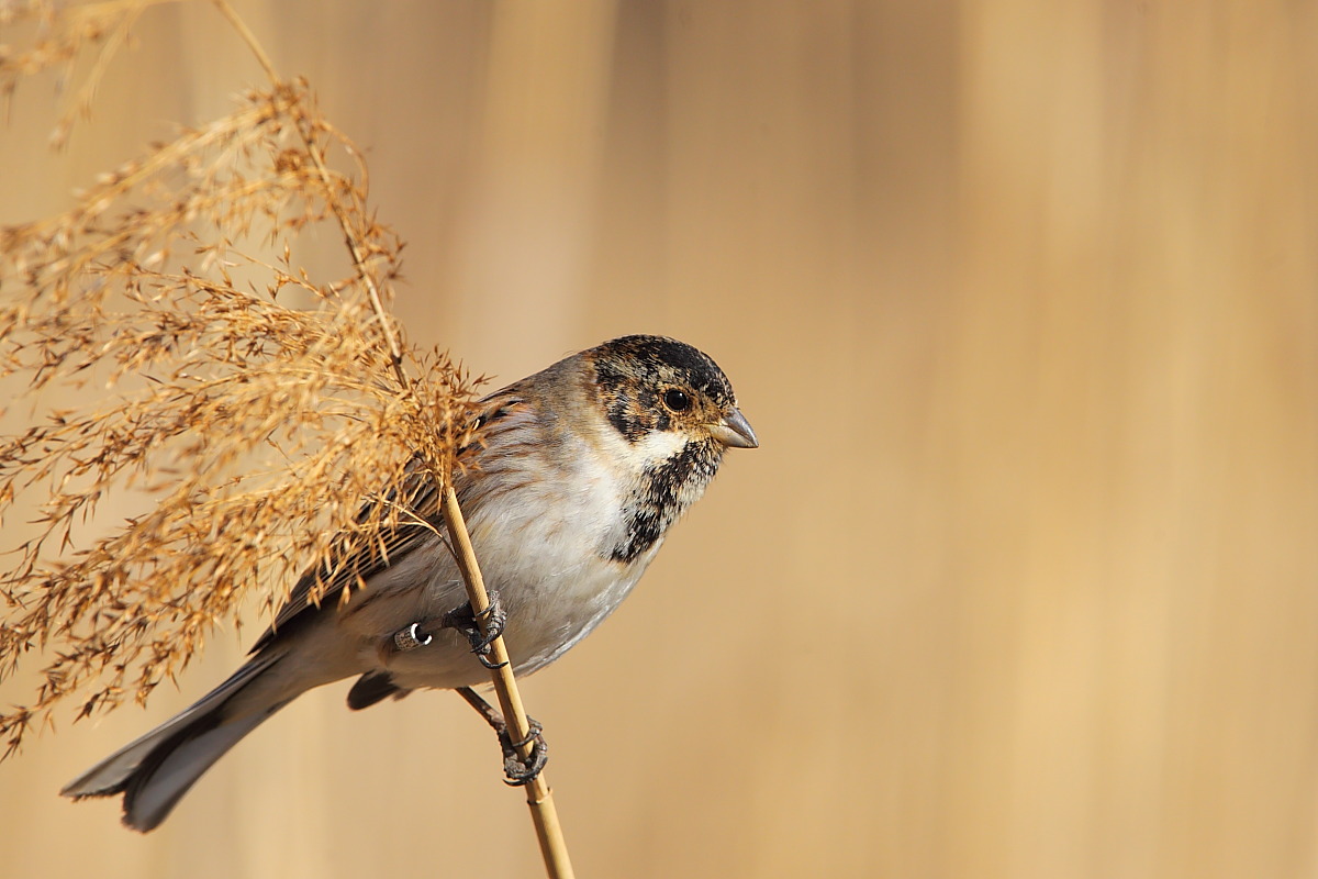 Migliarino di palude maschio