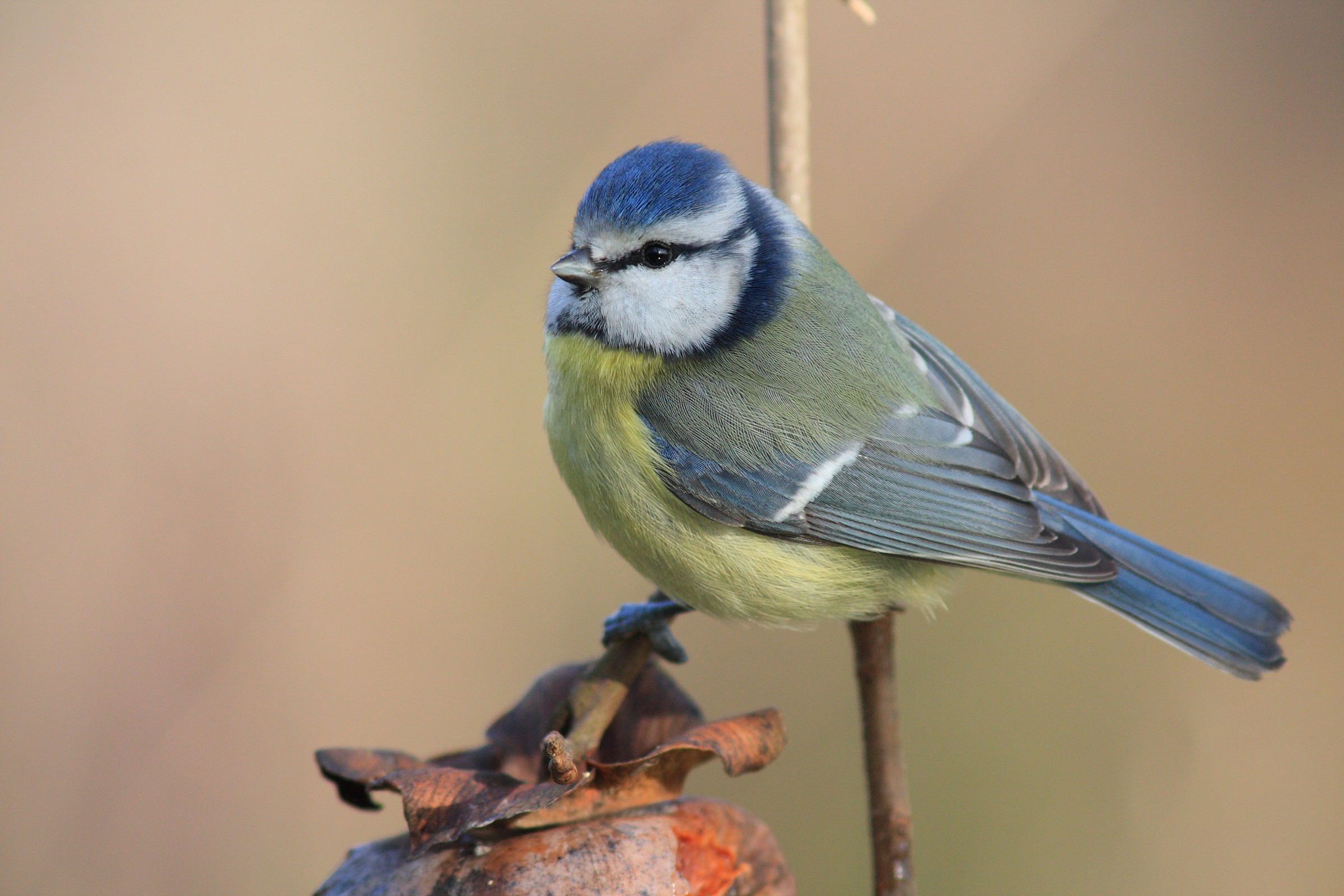 Cinciarella 26-12-14