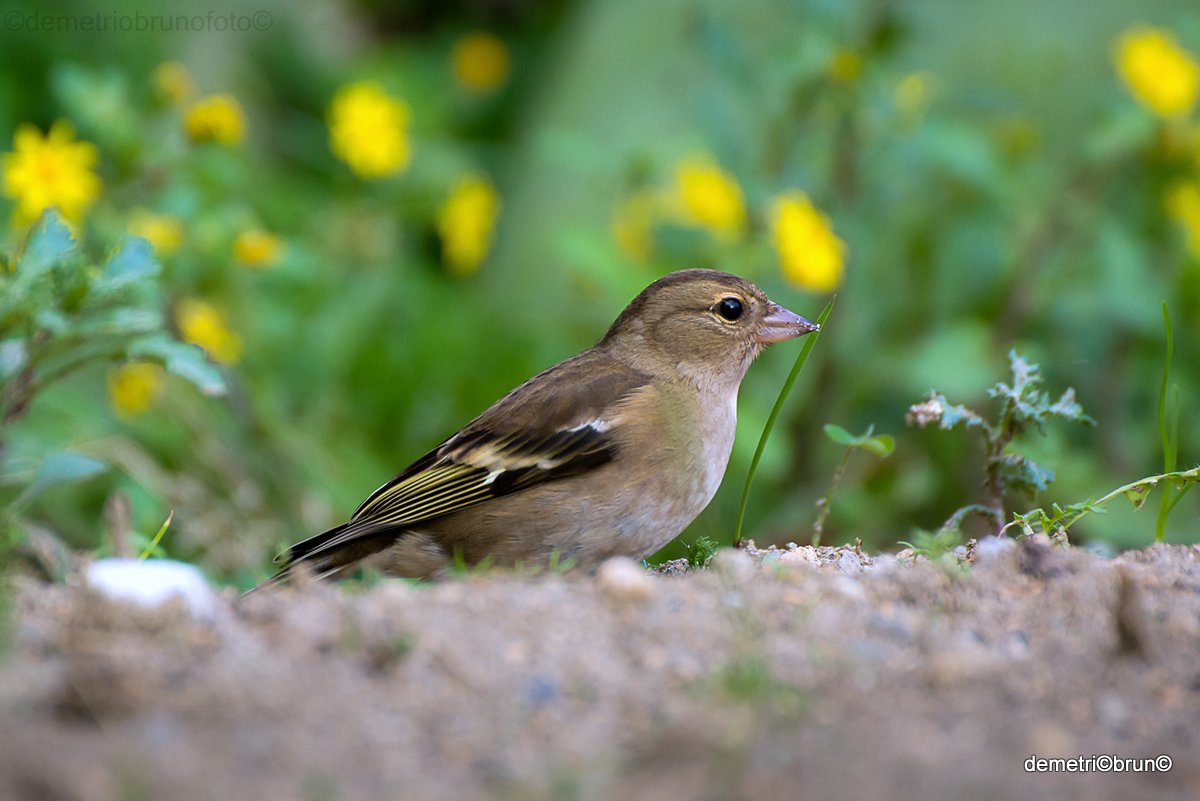 female finch