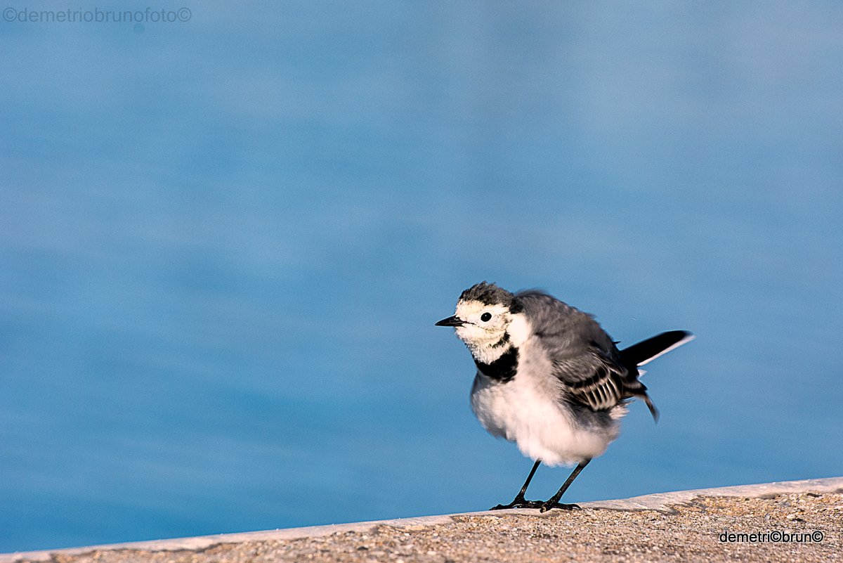 white wagtail