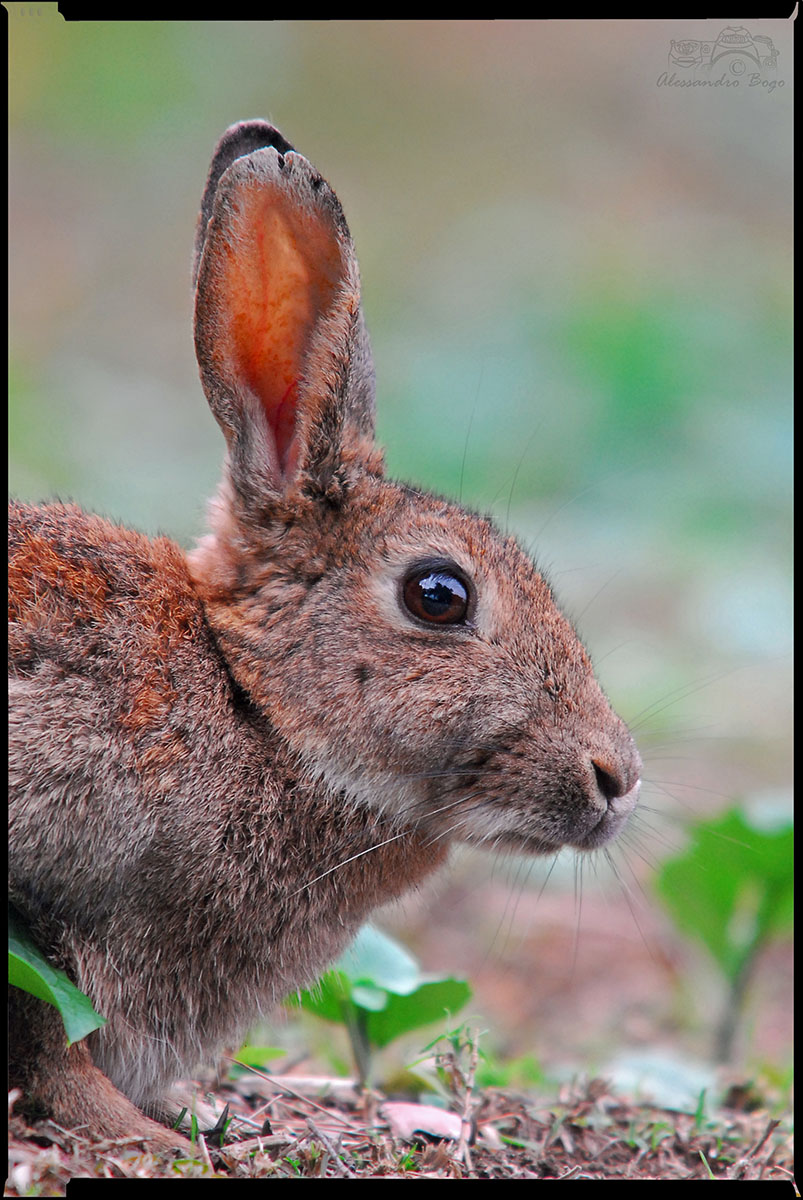 Wild Rabbit