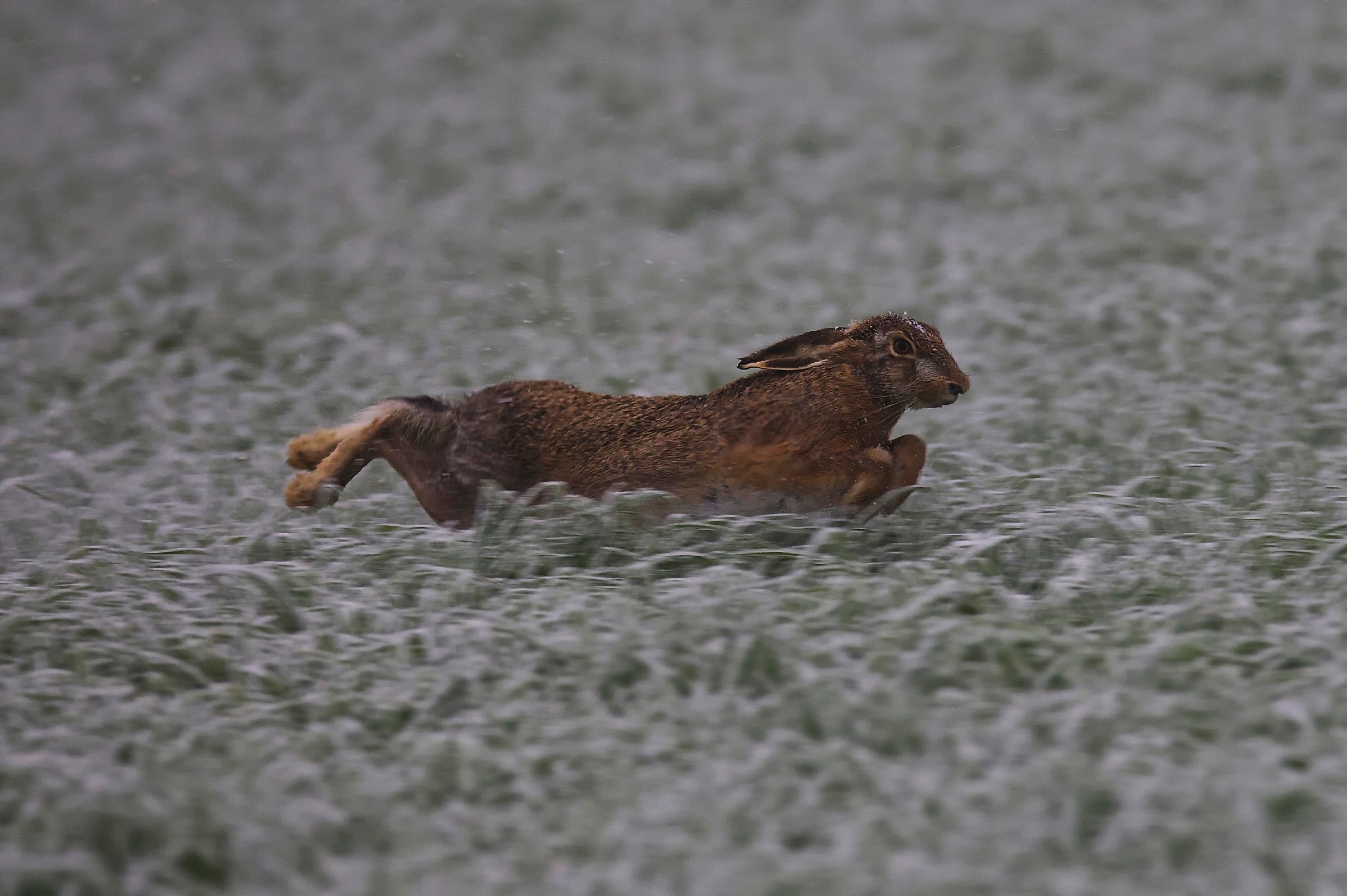 Leggera e silenziosa,  come la neve