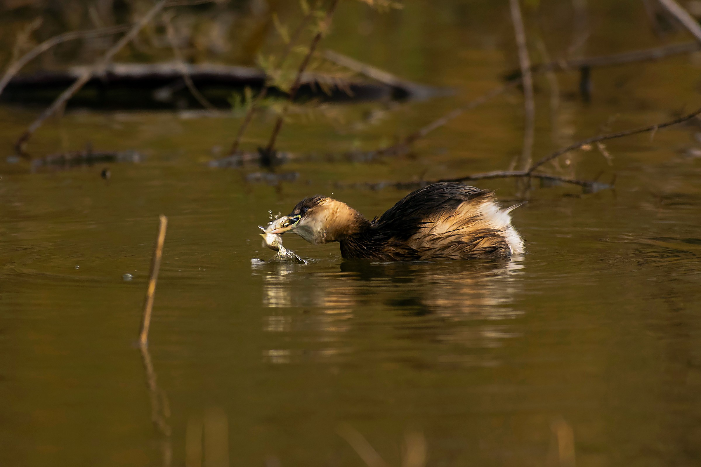 Little Grebe with fish
