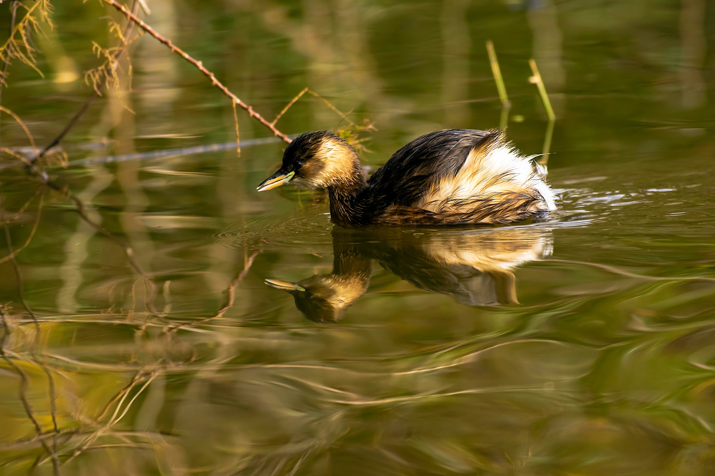 Little Grebe