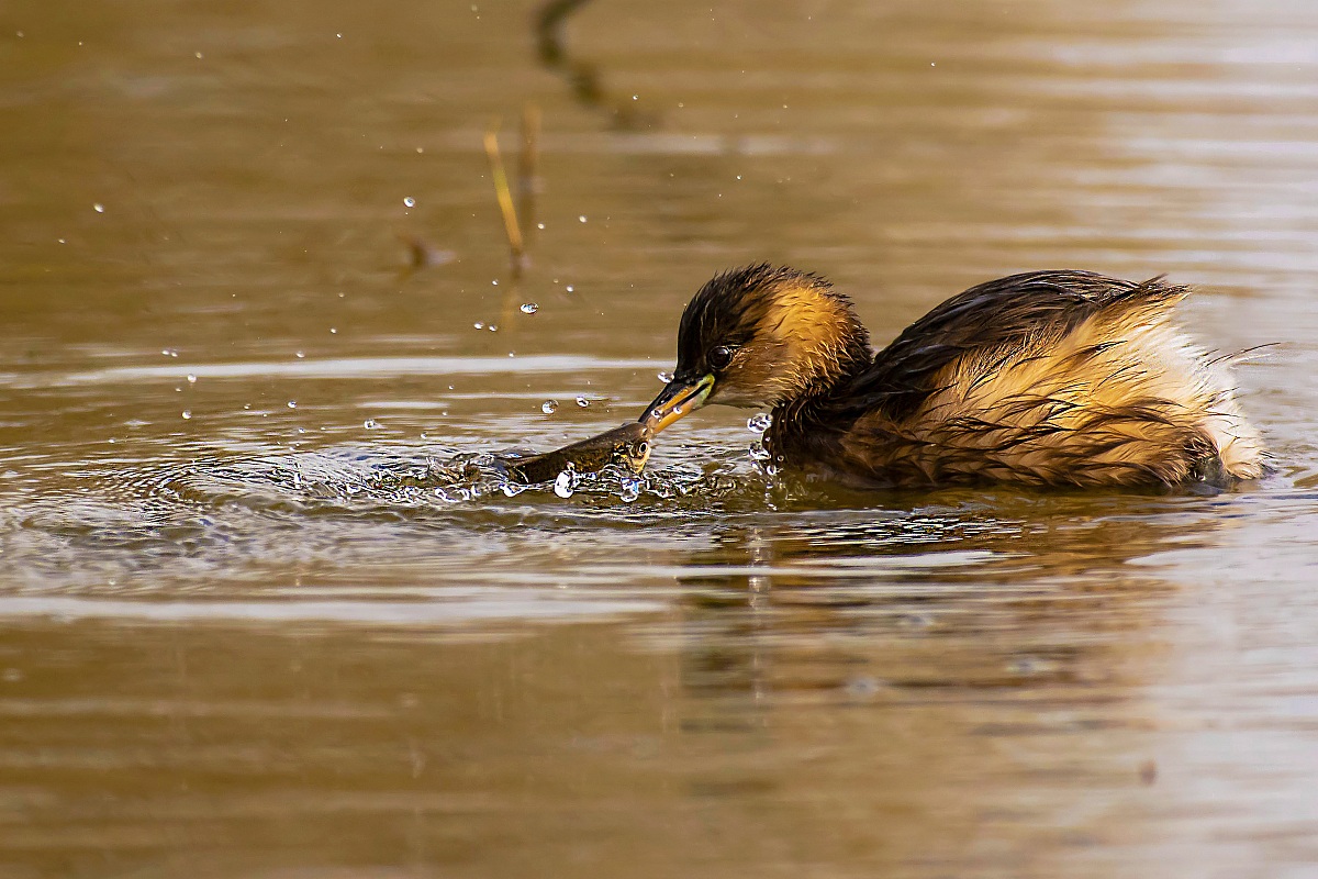 Let's look in the eye!