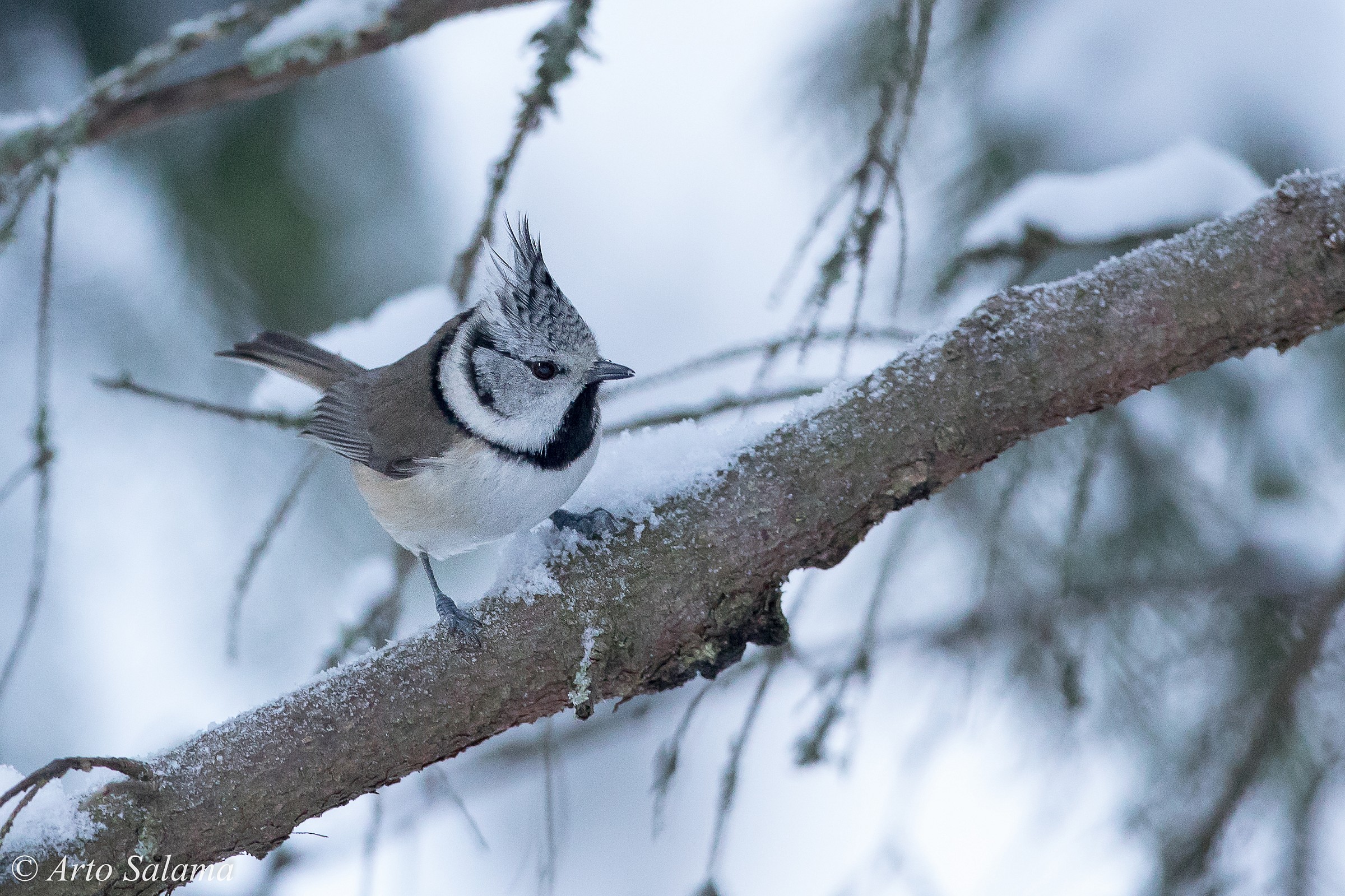 Lophophanes cristatus