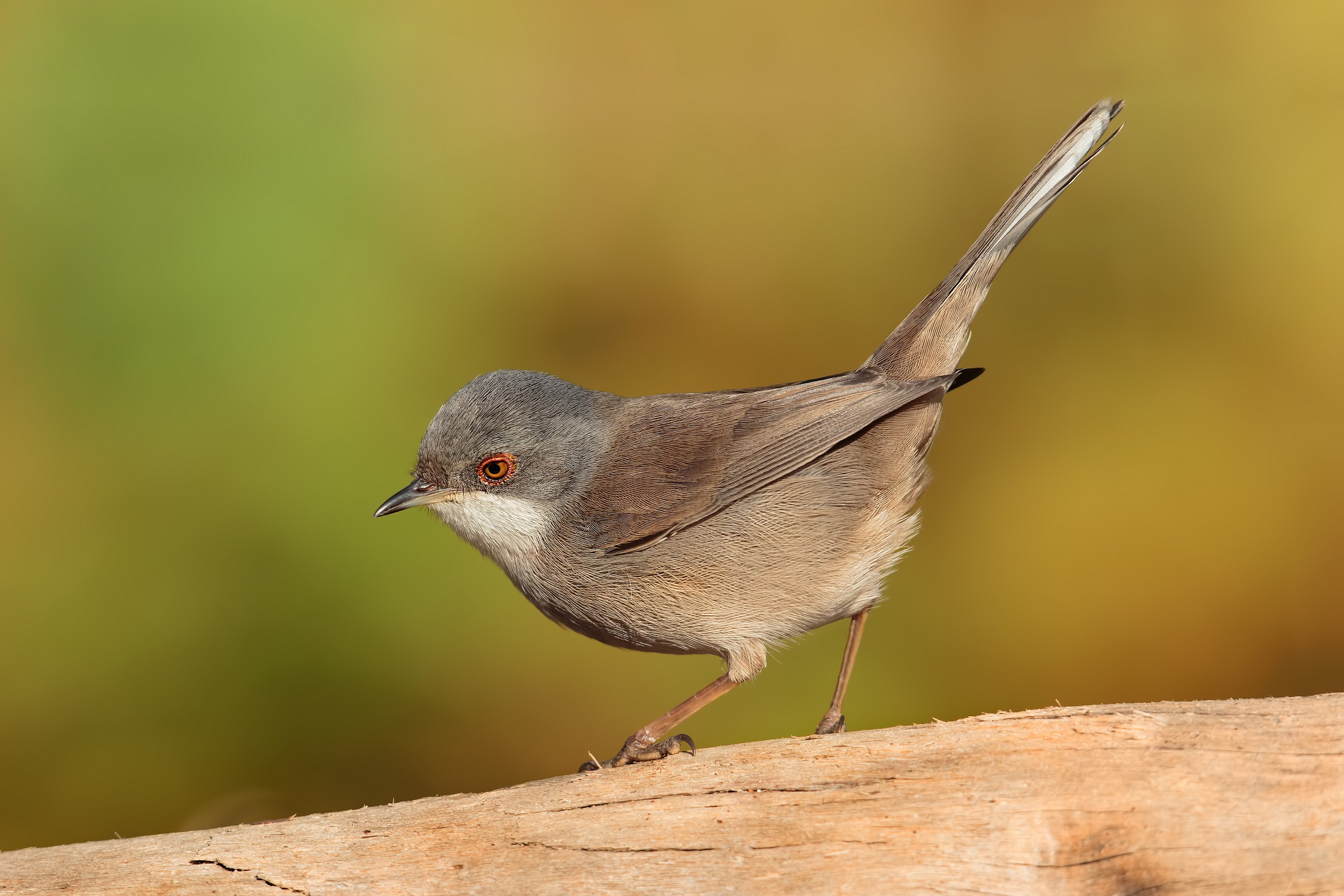 More than that ....... !!!!!!