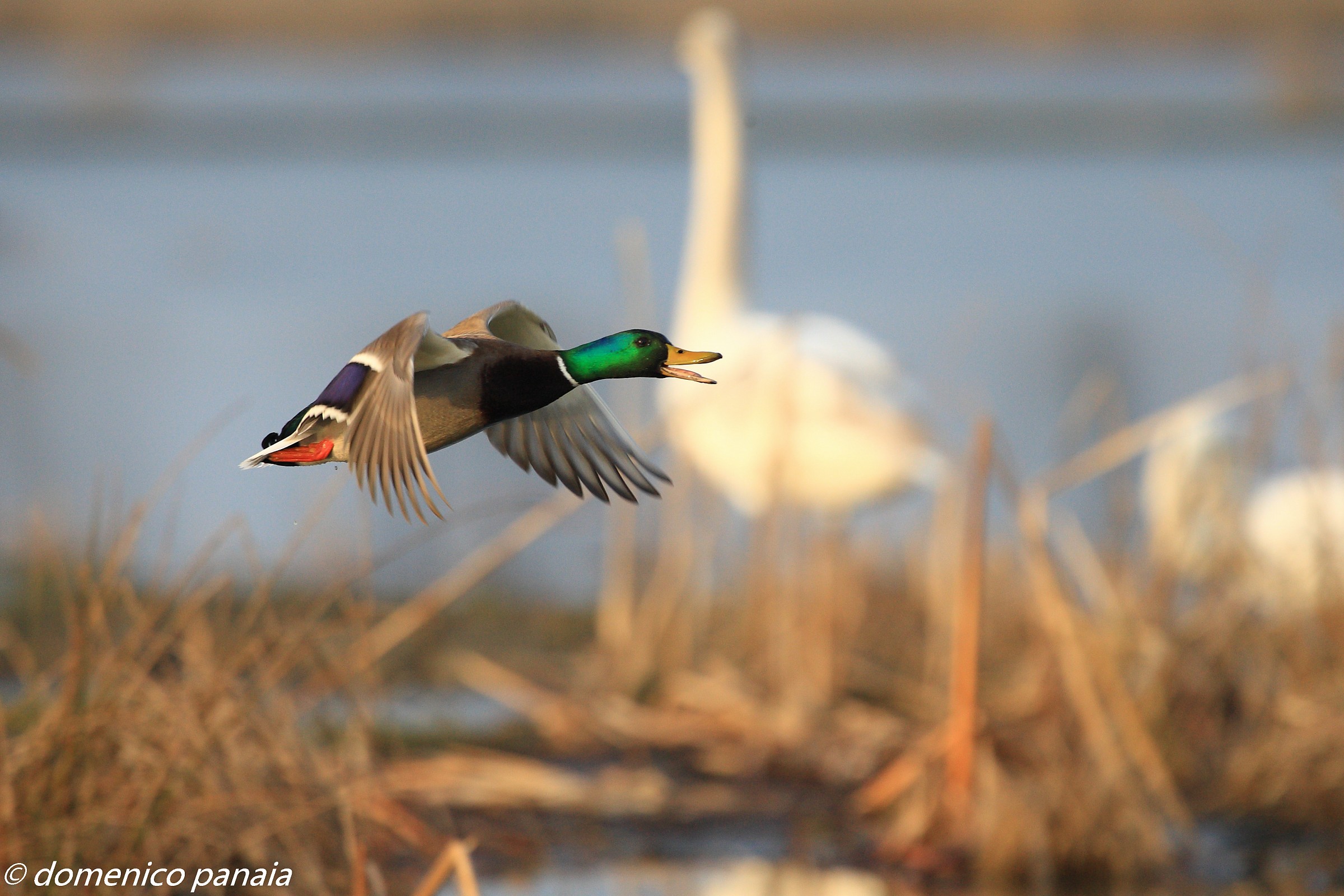 mallard in flight