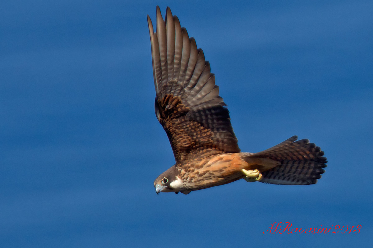 Falco della regina, femmina adulta