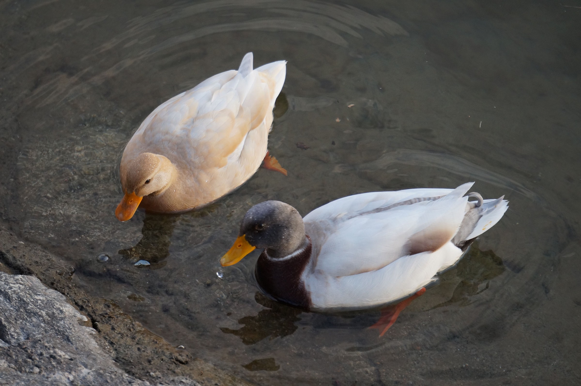 Pair of mallards with female albino 1