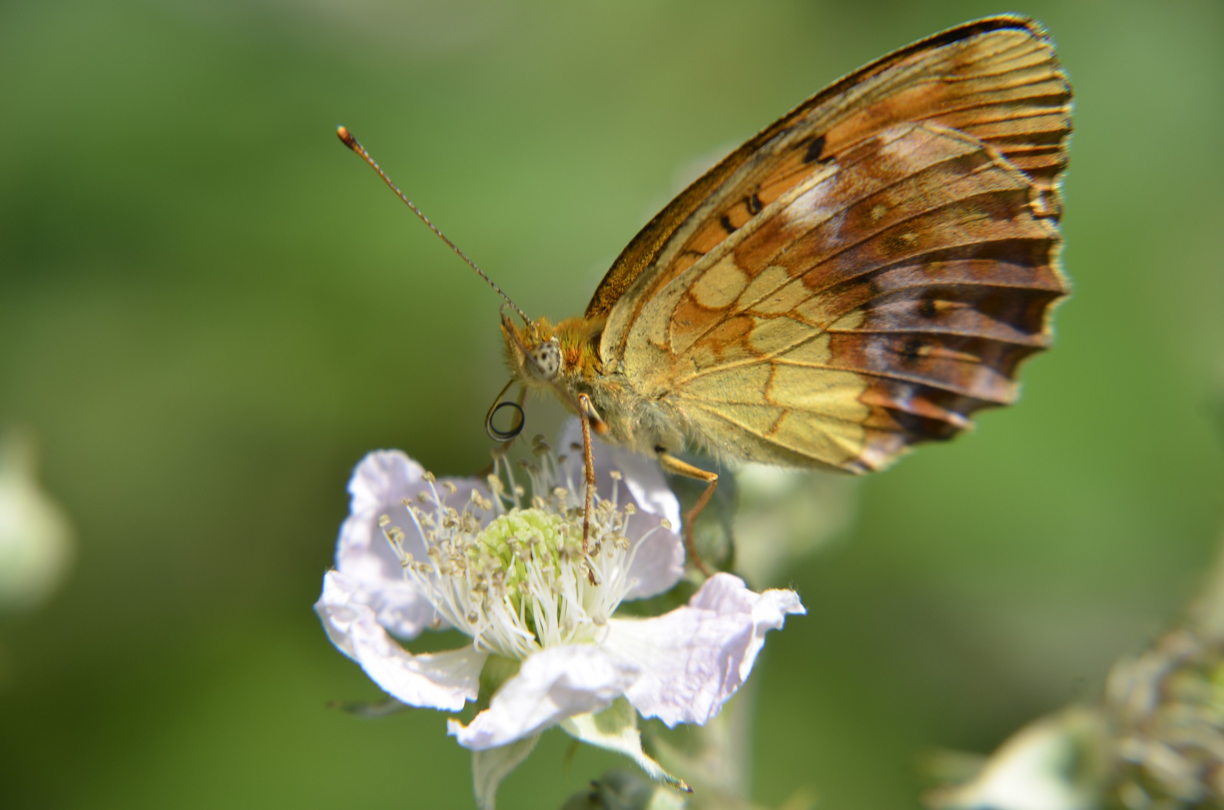 Argynnis paphia