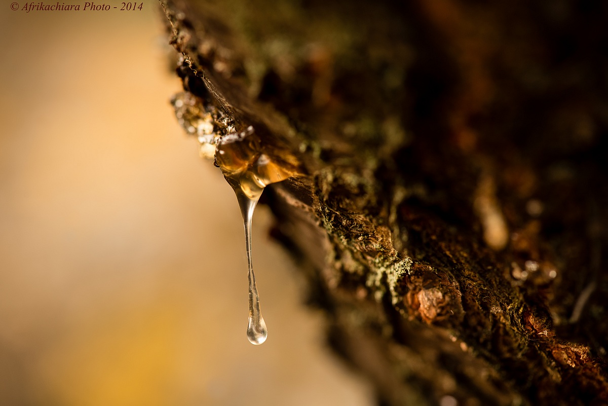 The tree was crying ...