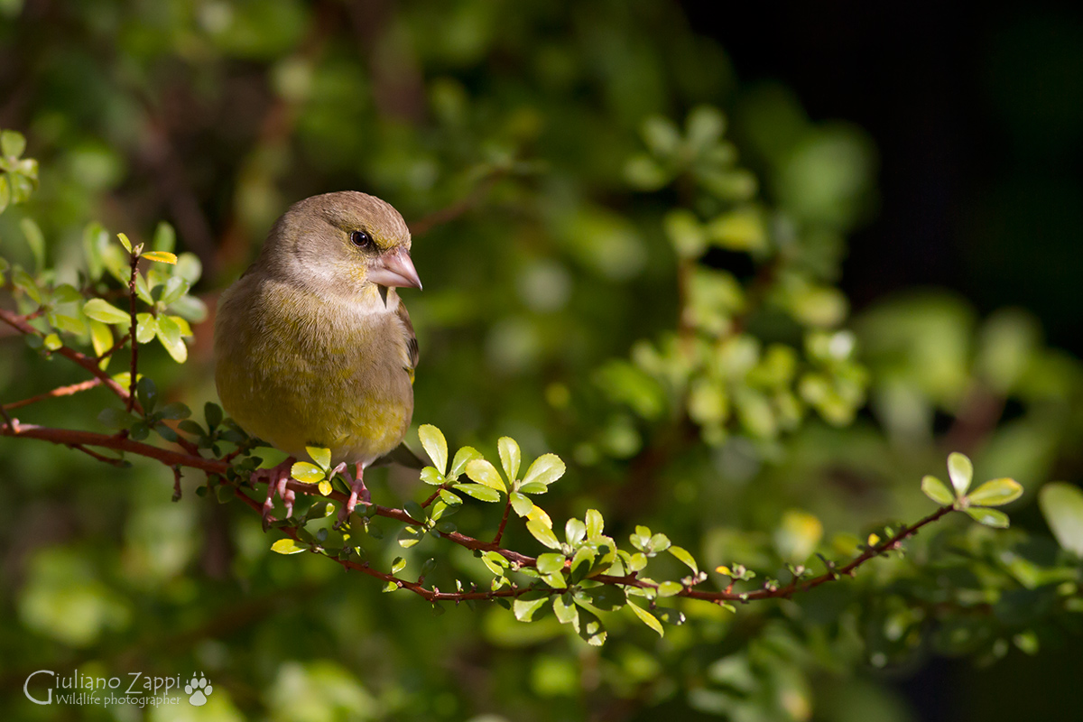 I pensieri del verdone