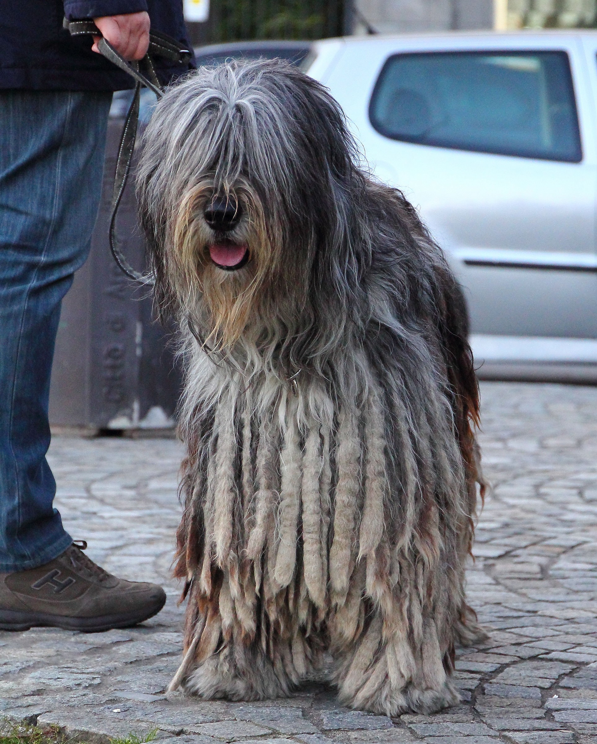Marley rasta dog.