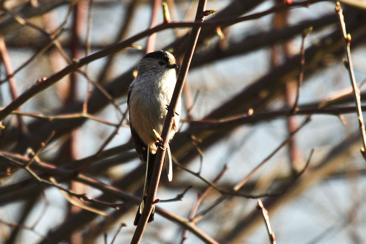 A Long-tailed Tit