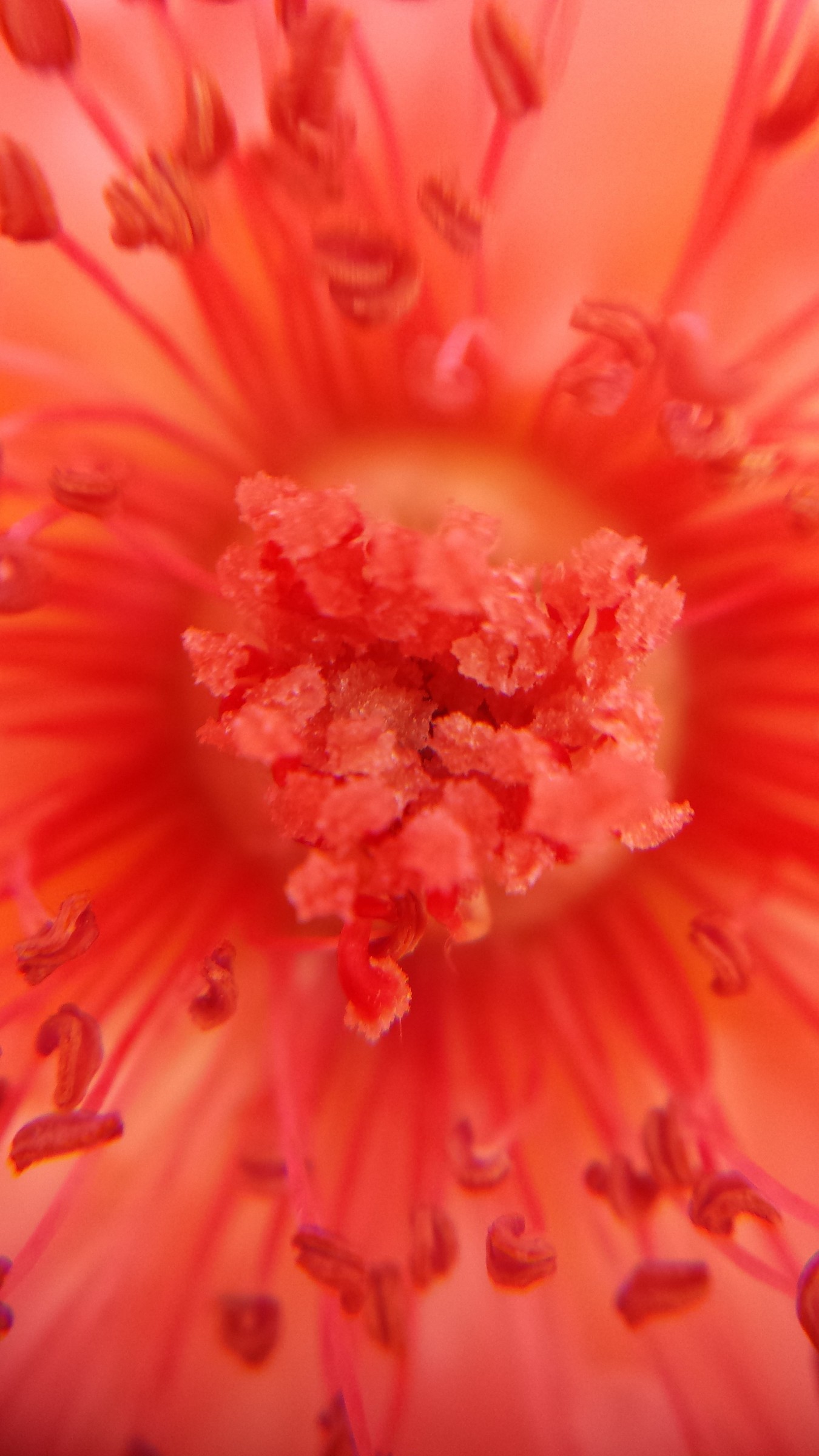 Macro with specific objectives ..