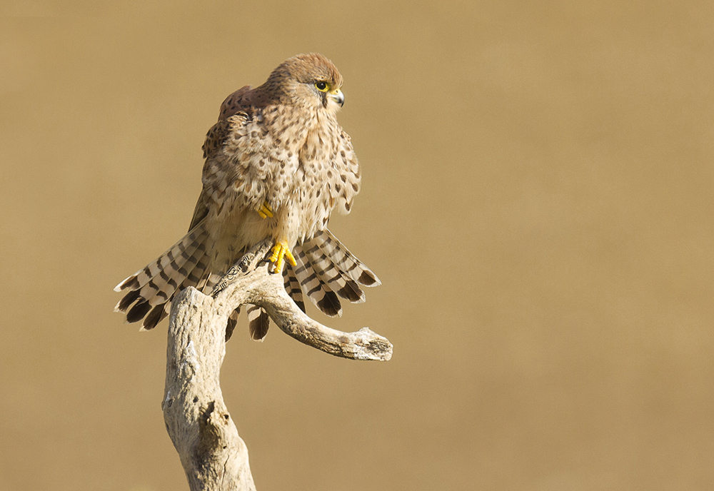 Gheppio. Capanno della Torrecilla