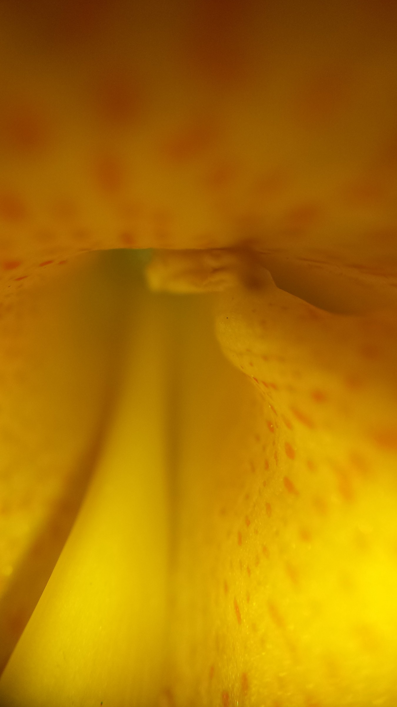 Macro inside a flower