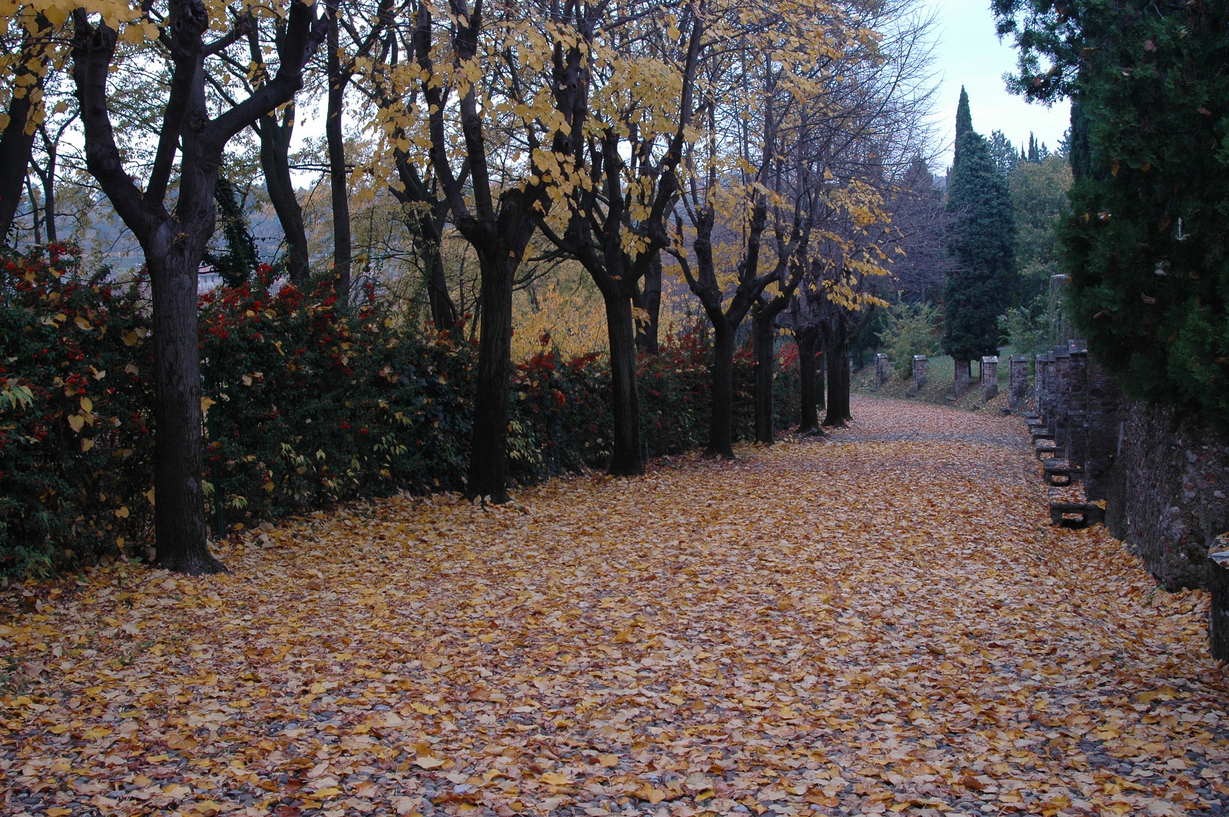 walk through the leaves