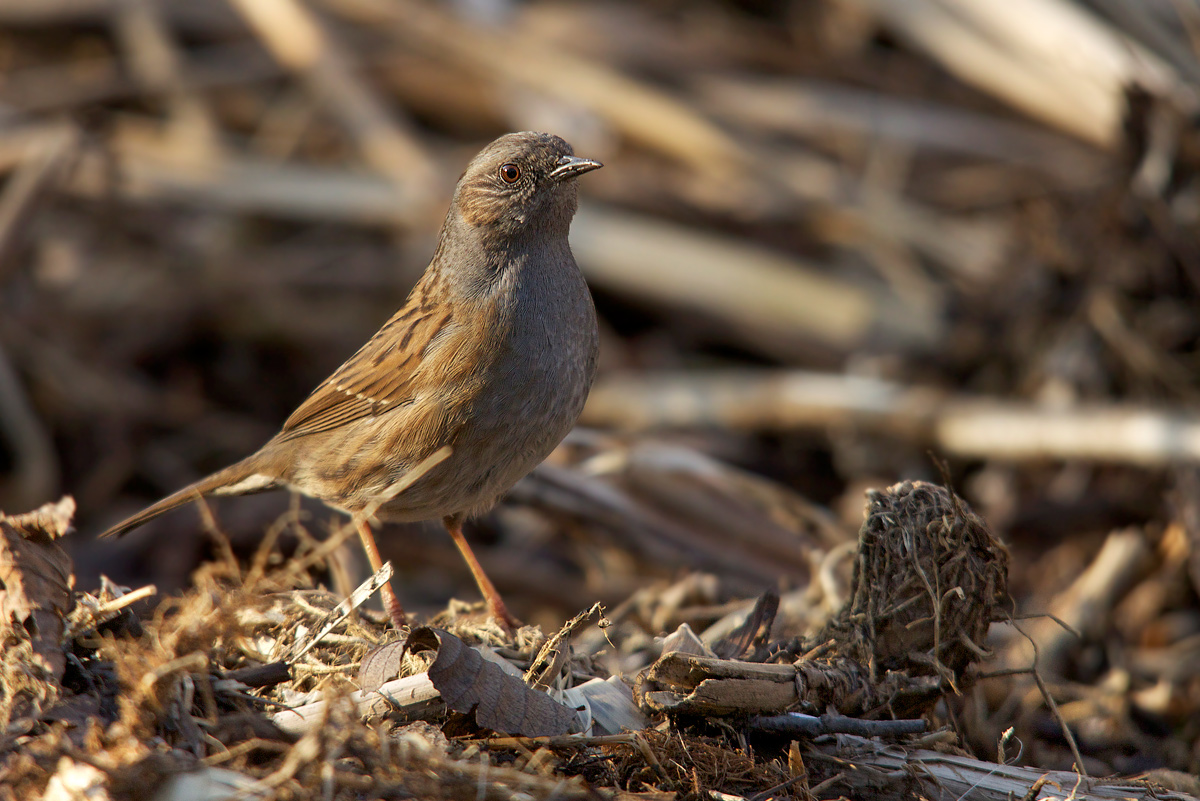 Dunnock set and very alert