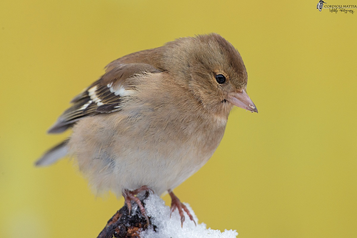 Chaffinch female Capano KM zero