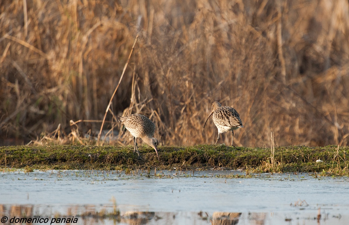 doppio colpo di...chiurlo