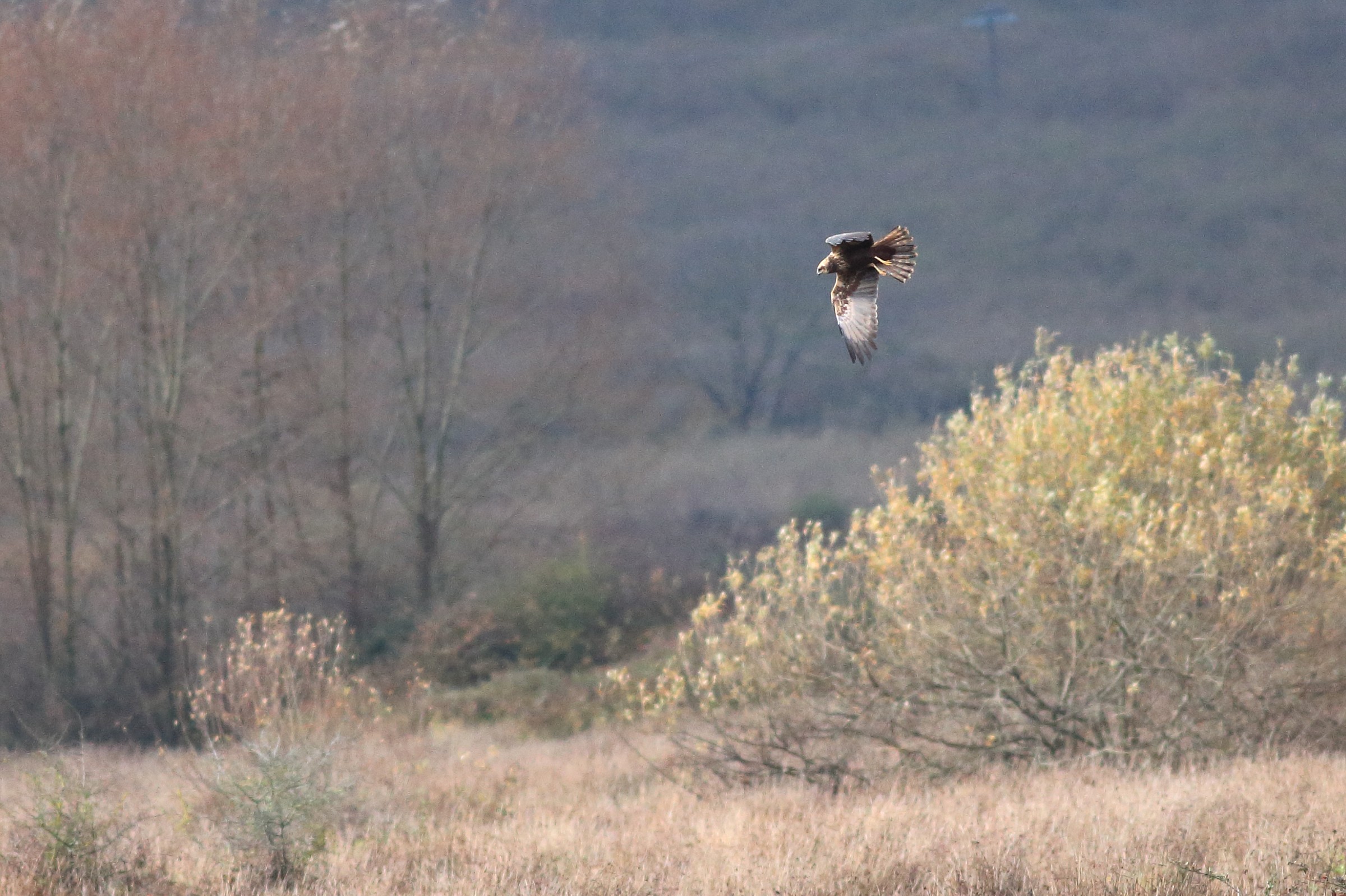 Marsh Harrier swooping on prey