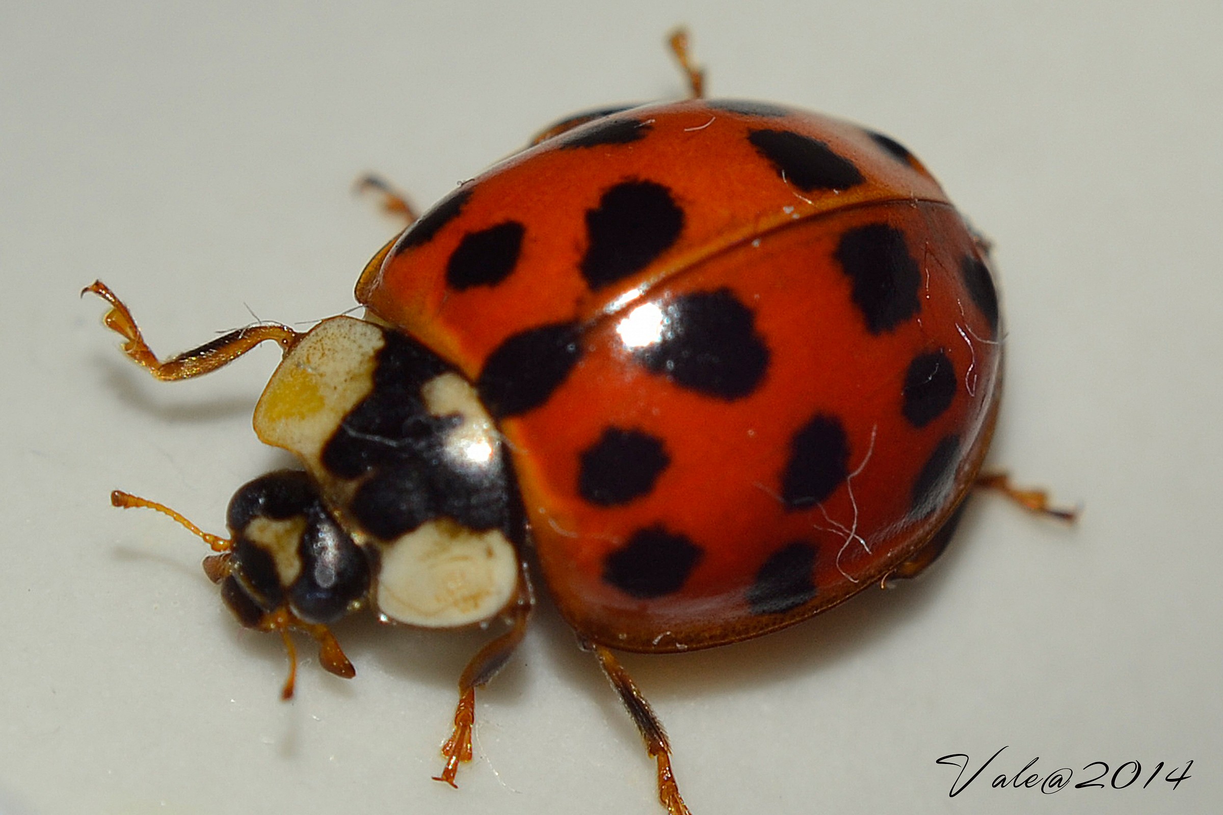 coccinella