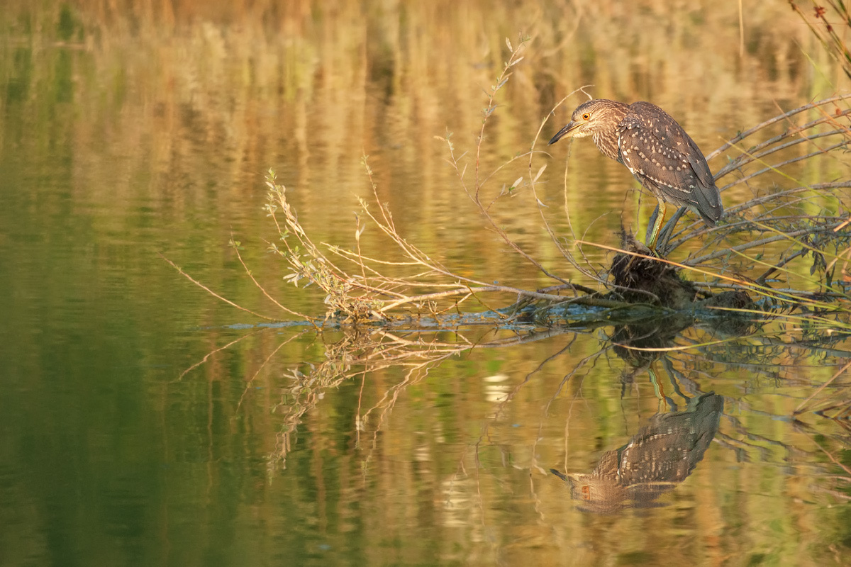 reflections and lights with young night heron