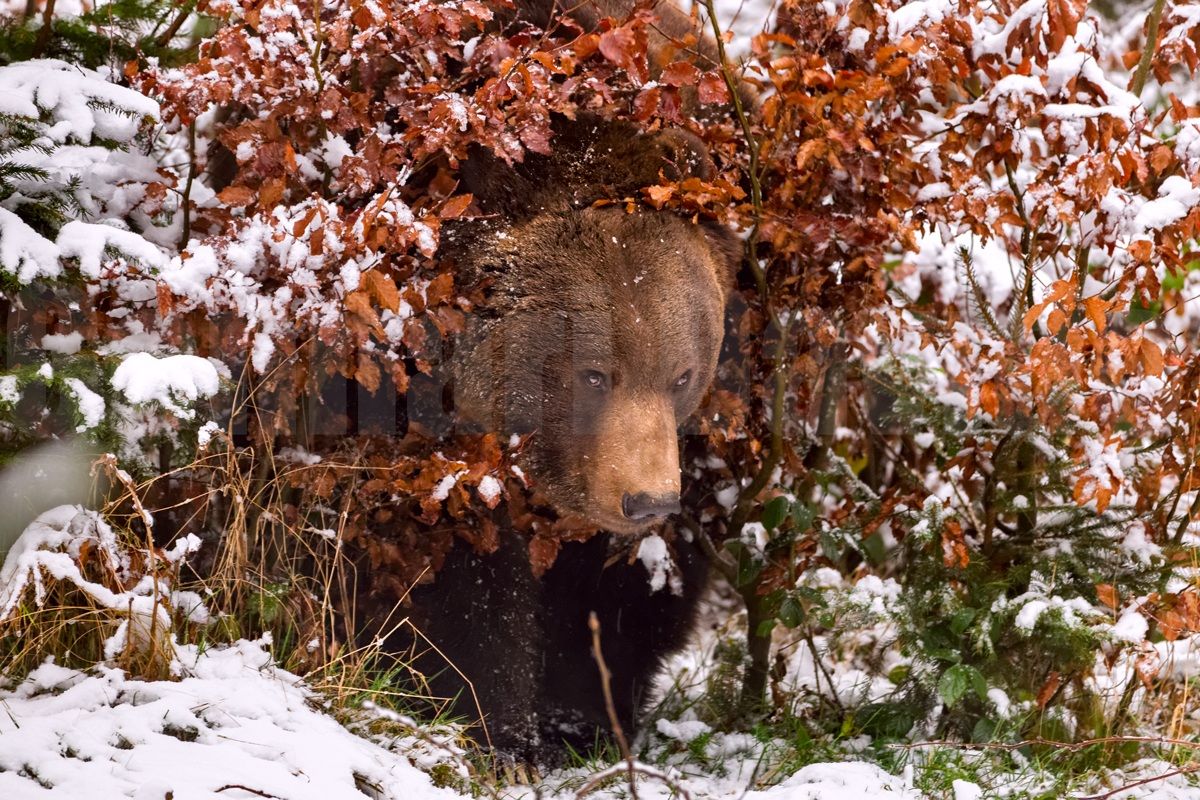 Brown bear behind a bush