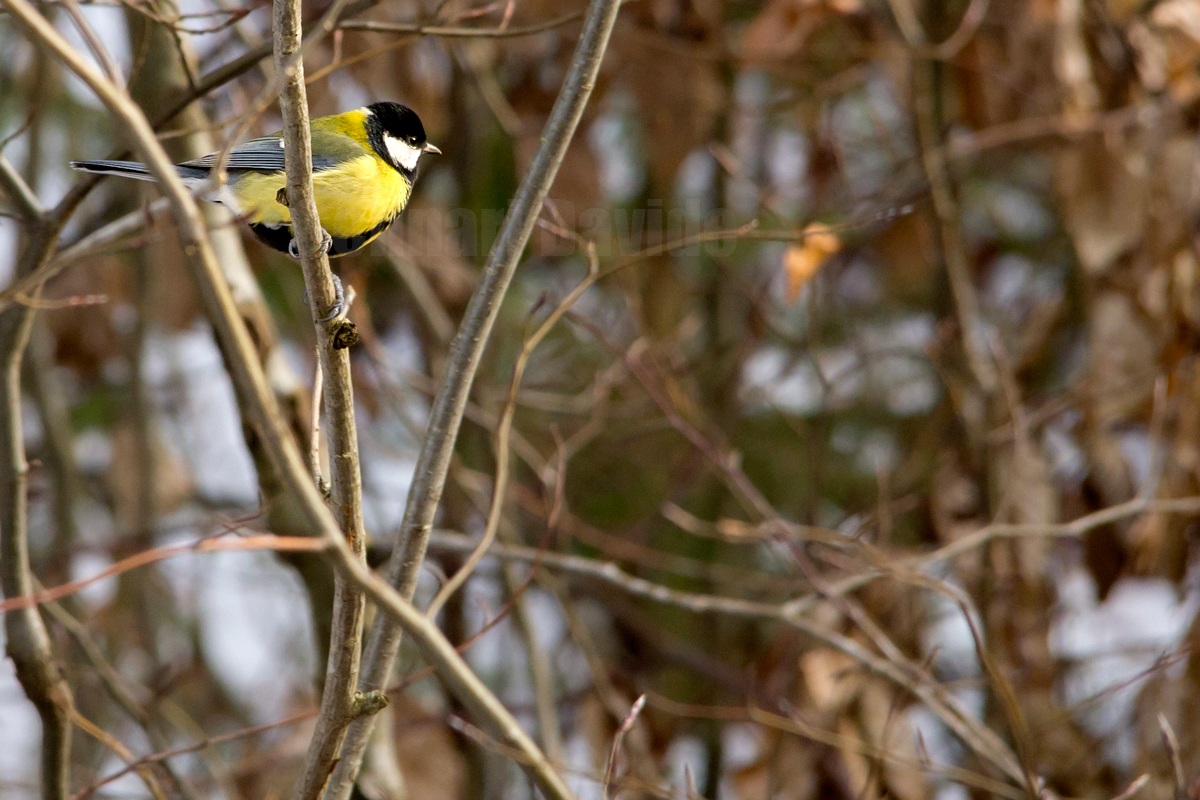 Parus major (Great Tit)