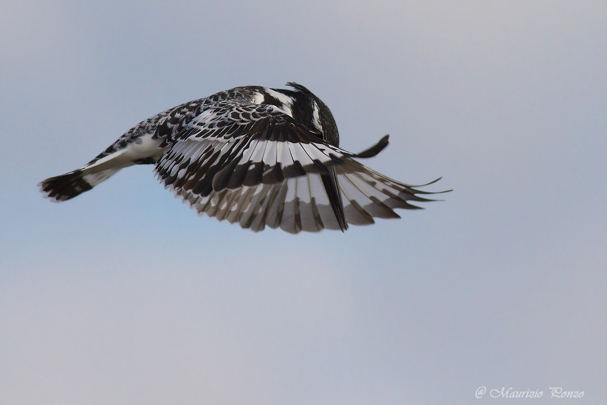 Kingfisher Black and White