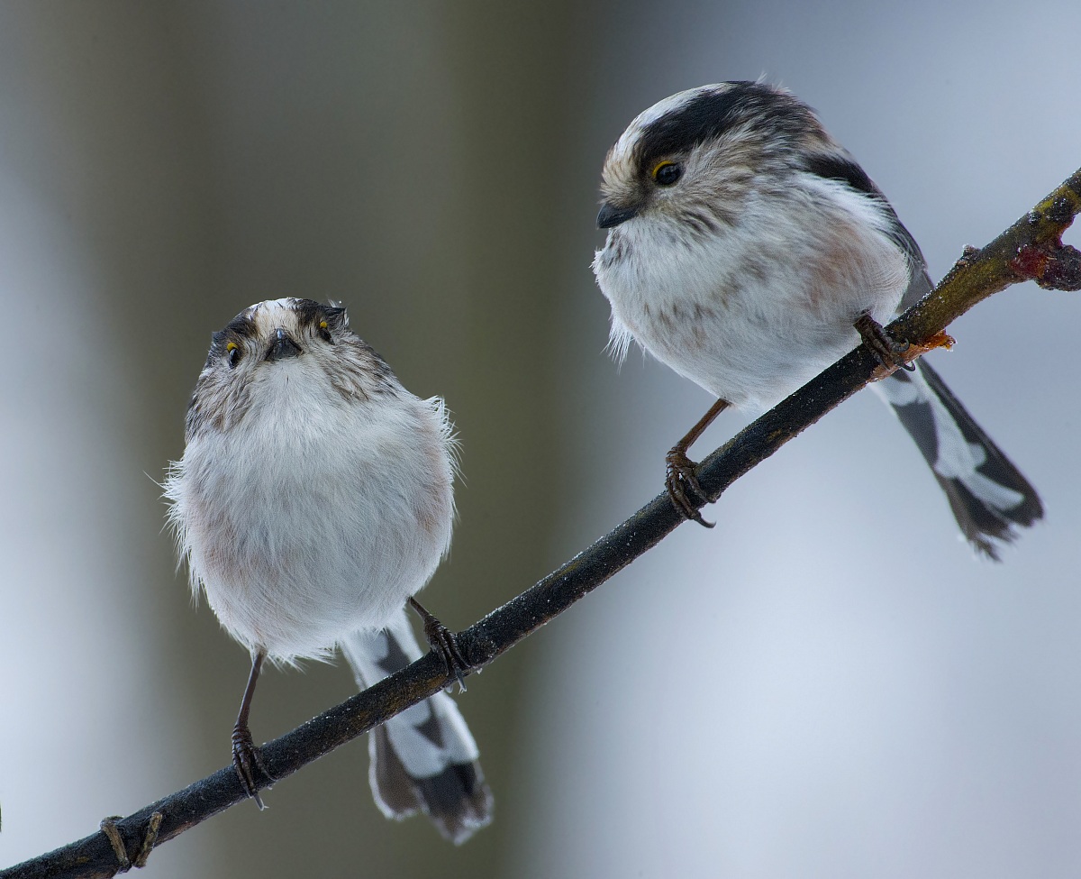 long-tailed tits solo