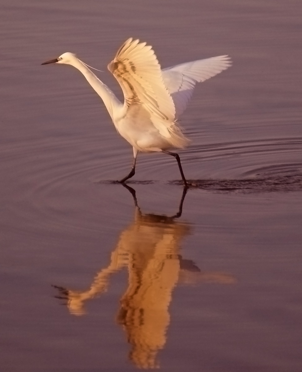 La garzetta al tramonto