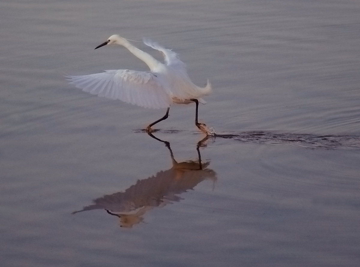 La garzetta al tramonto 2